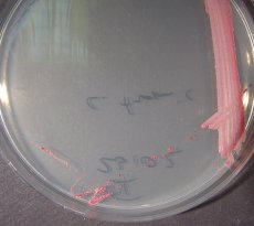 Chromogenic SalmoColor Salmonella Agar 