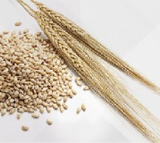 Bacteriological Malt Extract