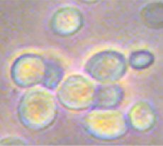 Bacteriological Yeast Extract